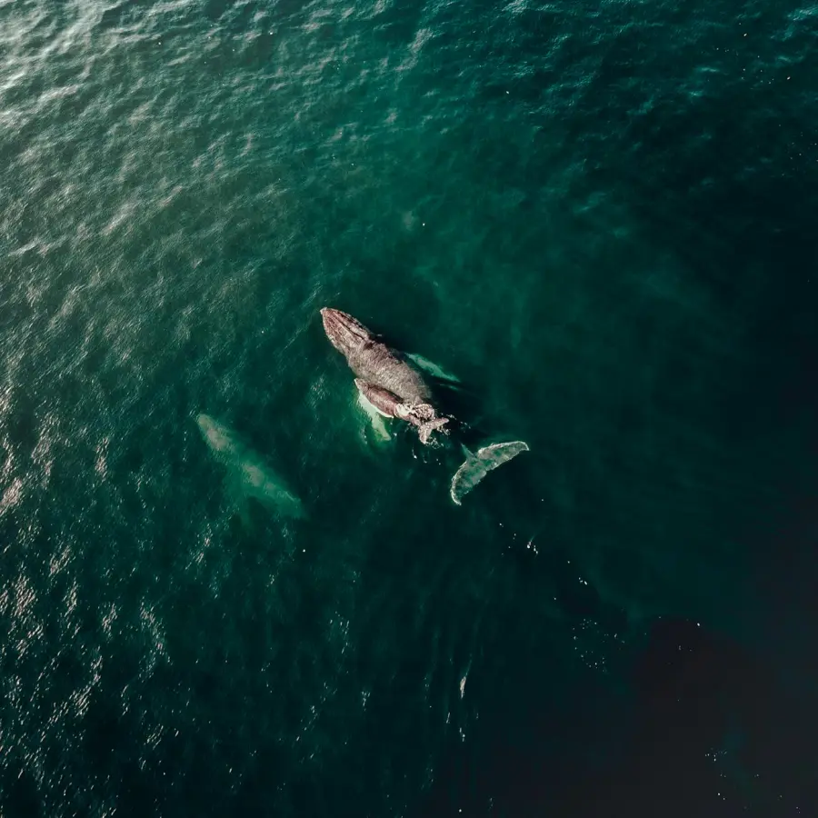 Whale watching in Liguria: come partecipare alle escursioni nel Santuario dei Cetacei da Sanremo