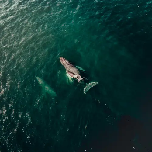 Whale watching in Liguria: come partecipare alle escursioni nel Santuario dei Cetacei da Sanremo