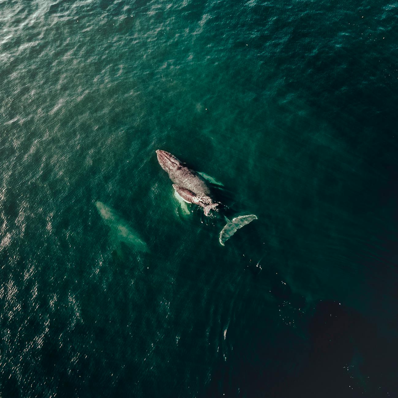 Whale watching in Liguria: come partecipare alle escursioni nel Santuario dei Cetacei da Sanremo