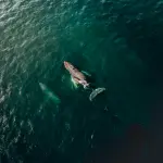 Whale watching in Liguria: come partecipare alle escursioni nel Santuario dei Cetacei da Sanremo