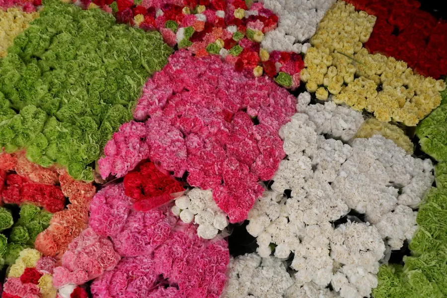 La floricoltura di Sanremo: come funziona il mercato dei fiori e dove vedere le serre in fiore