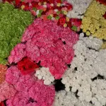 La floricoltura di Sanremo: come funziona il mercato dei fiori e dove vedere le serre in fiore