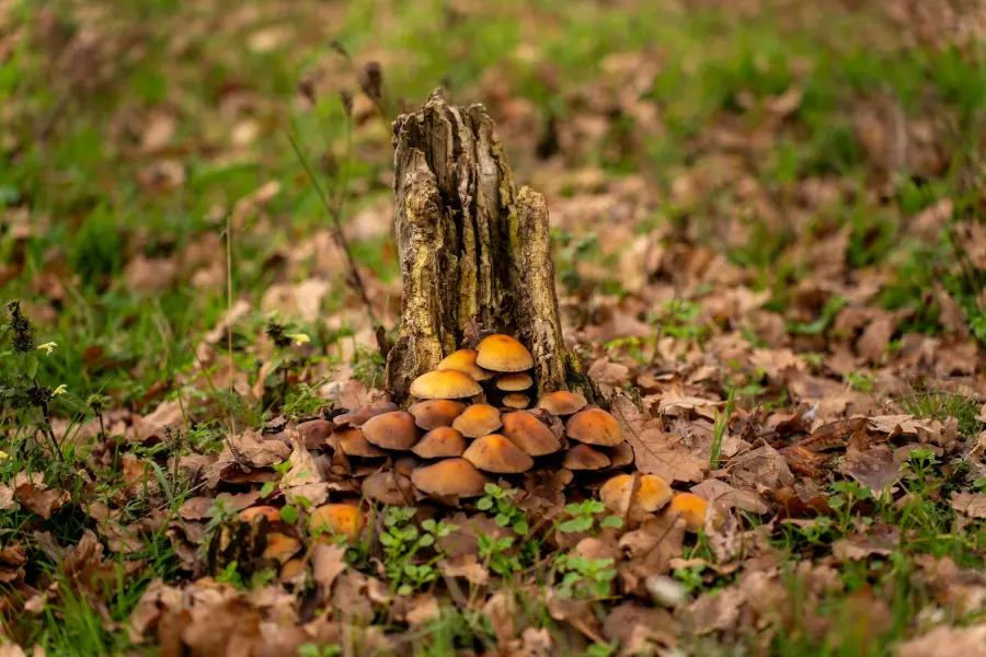 Funghi spontanei, ASL1 organizza un corso per prepararsi all’esame di riconoscimento