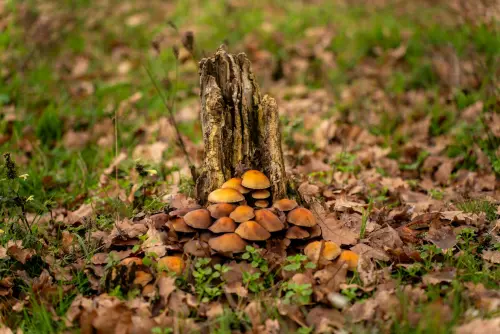 Funghi spontanei, ASL1 organizza un corso per prepararsi all’esame di riconoscimento