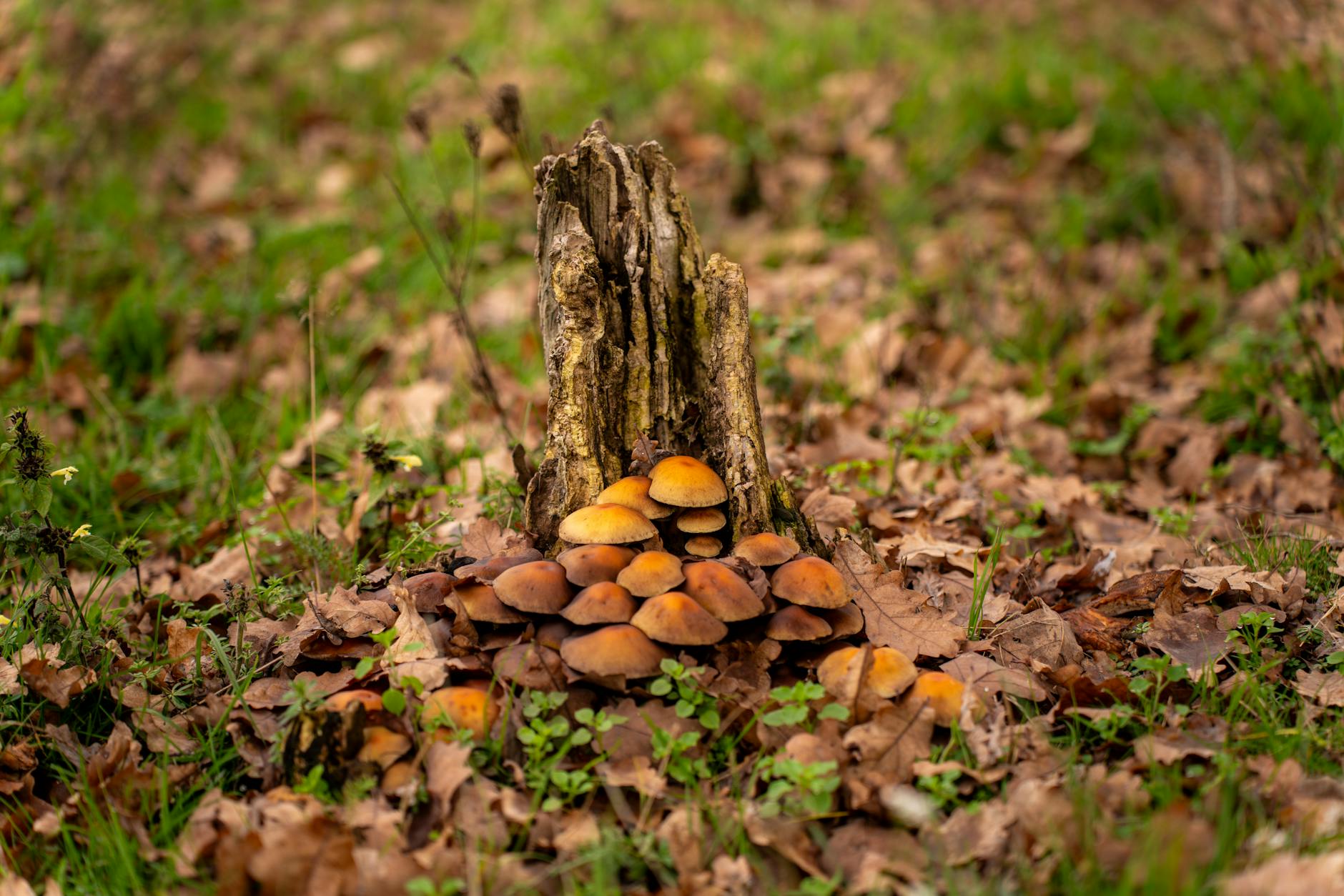 Funghi spontanei, ASL1 organizza un corso per prepararsi all’esame di riconoscimento