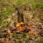 Funghi spontanei, ASL1 organizza un corso per prepararsi all’esame di riconoscimento