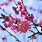 Corso Fiorito 2026: a Sanremo sfilano i carri dedicati alla televisione italiana