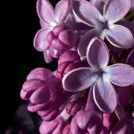 “Parliamone in lilla”: una linea telefonica aperta per informare sui disturbi alimentari